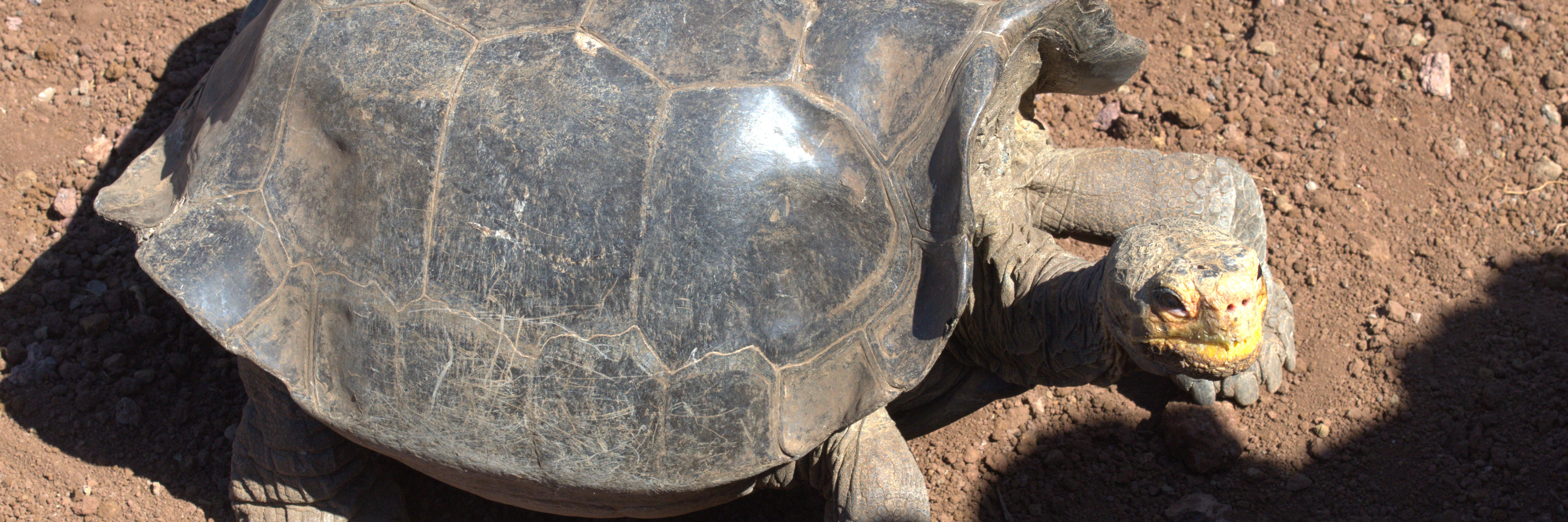 Floreana Saddleback Giant Tortoise encounter in Galapagos Sustainable Eco-Tour